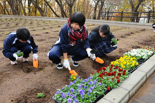 色とりどりのビオラを植栽