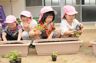 一つ一つ丁寧に植え付けます