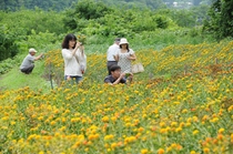 紅花畑を写真に収めるみなさん