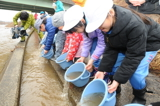 成生小２年生によるサケの稚魚の放流